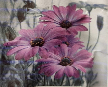 Картина стразами "герберы" (29.7 x 40см) без подрамника